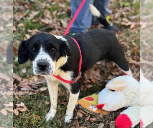 Medium Photo #3 Colonial Cocker Spaniel-Unknown Mix Puppy For Sale in Yardley, PA, USA