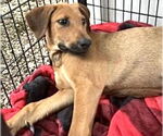 Small #1 Redbone Coonhound Mix