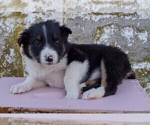 Medium Border Collie-English Shepherd Mix