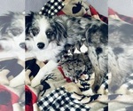 Small Photo #1 Miniature Australian Shepherd Puppy For Sale in PARKER, CO, USA