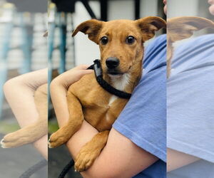 Labrador Retriever-Unknown Mix Dogs for adoption in Sterling, MA, USA
