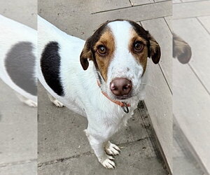 Lucky - Male Jack Russell Terrier-Unknown Mix Dog for Adoption - Photo #3