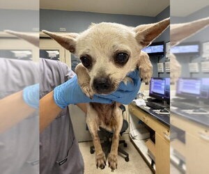 Chihuahua Dogs for adoption in Riverside, CA, USA