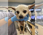 Small Chihuahua
