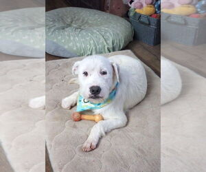 Mutt Dogs for adoption in Gloversville, NY, USA