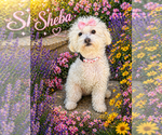 Small Poodle (Toy)
