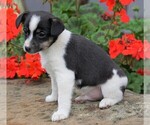 Small Photo #3 Fox Terrier (Toy) Puppy For Sale in FREDERICKSBG, OH, USA