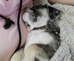 Small Photo #5 Puggle Puppy For Sale in CINCINNATI, OH, USA