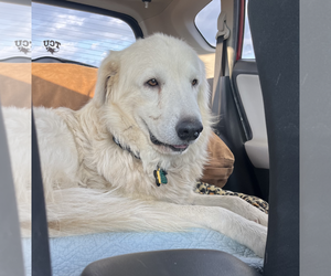 Winter - Male Great Pyrenees Dog for Adoption - Photo #3