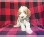 Small #3 Cavapoo