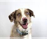 Small Border-Aussie
