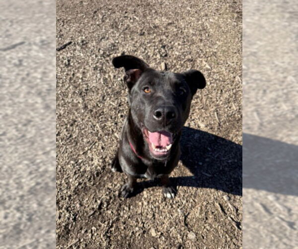 Medium Photo #1 Labrador Retriever-Unknown Mix Puppy For Sale in Santa Cruz, CA, USA