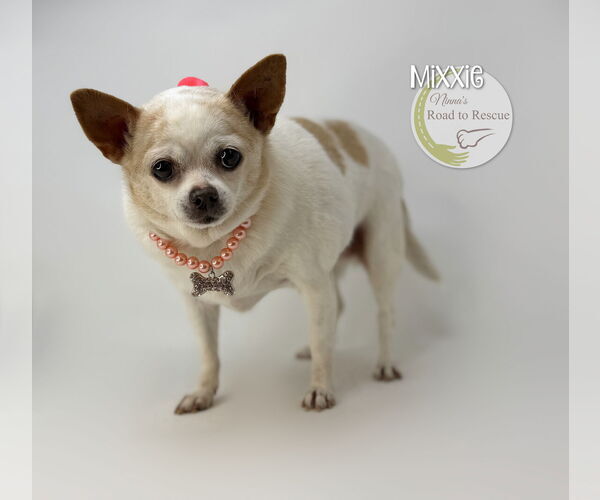 Medium Photo #2 Chihuahua Puppy For Sale in Benton, LA, USA