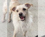 Ringo - Male Poodle (Miniature)-Unknown Mix Dog for Adoption - Small photo