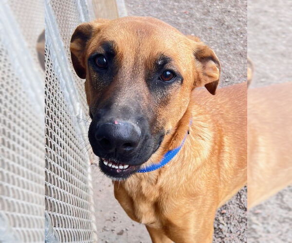 Medium Photo #3 Boxer-German Shepherd Dog Mix Puppy For Sale in Webster, WI, USA