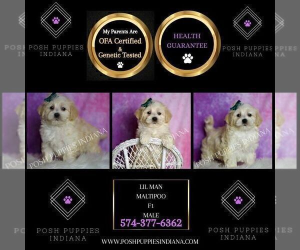 Medium Photo #2 Maltipoo (Miniature) Puppy For Sale in WARSAW, IN, USA