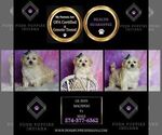 Small Photo #83 Maltipoo (Miniature) Puppy For Sale in WARSAW, IN, USA