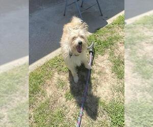 Cairn Terrier-Unknown Mix Dogs for adoption in Easton, MD, USA