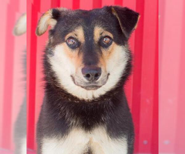 Medium Photo #2 German Shepherd Dog-Unknown Mix Puppy For Sale in Tracy, CA, USA