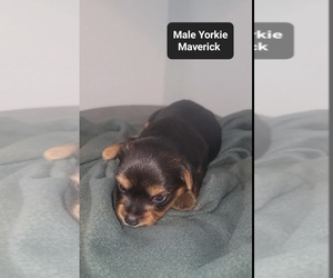 Yorkshire Terrier Puppy for sale in TUCSON, AZ, USA