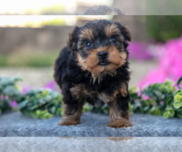 Medium Photo #3 YorkiePoo Puppy For Sale in FRESNO, OH, USA