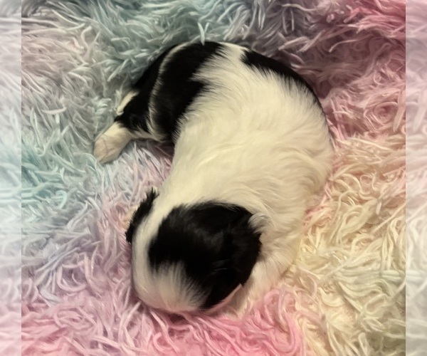 Medium Photo #3 Shih Tzu Puppy For Sale in BLUFFTON, SC, USA
