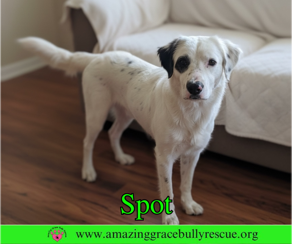 Medium Photo #4 Great Pyrenees-Unknown Mix Puppy For Sale in Milton, FL, USA