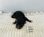 Small Photo #6 Miniature Australian Shepherd Puppy For Sale in MARYSVILLE, IN, USA