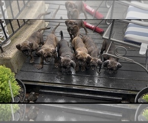 America Bandogge Mastiff-Cane Corso Mix Puppy for sale in FOLSOM, PA, USA