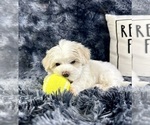 Small #6 Maltipoo