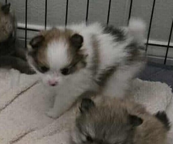 Medium Photo #11 Pomeranian Puppy For Sale in MENIFEE, CA, USA