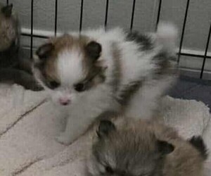 Medium Pomeranian