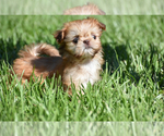 Small #5 Shih Tzu