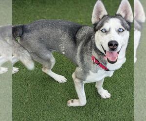 Siberian Husky-Unknown Mix Dogs for adoption in Las Vegas, NV, USA