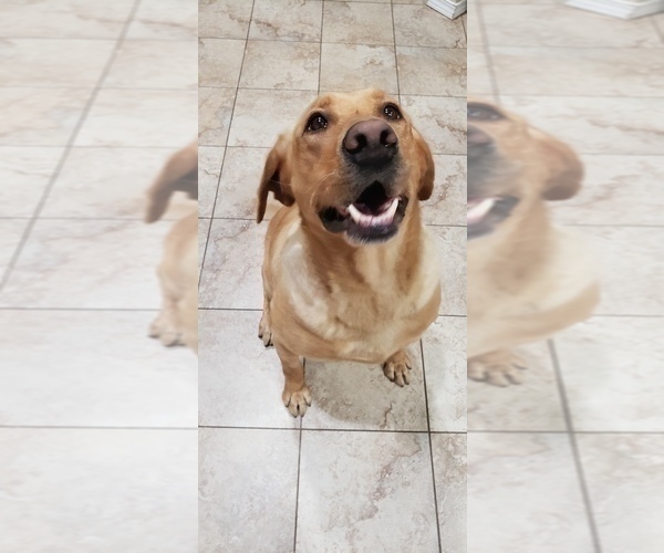 Medium Photo #7 Labrador Retriever Puppy For Sale in OLYMPIA, WA, USA