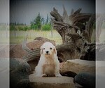Small Photo #33 Goldendoodle Puppy For Sale in CHEYENNE, WY, USA