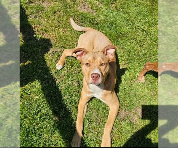 Medium Photo #2 Mutt Puppy For Sale in Munford, TN, USA