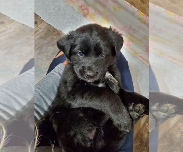 Medium Photo #29 Goberian Puppy For Sale in BEAVER DAM, WI, USA
