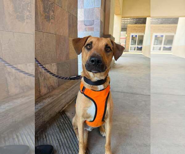 Medium Photo #3 Mutt Puppy For Sale in Visalia, CA, USA