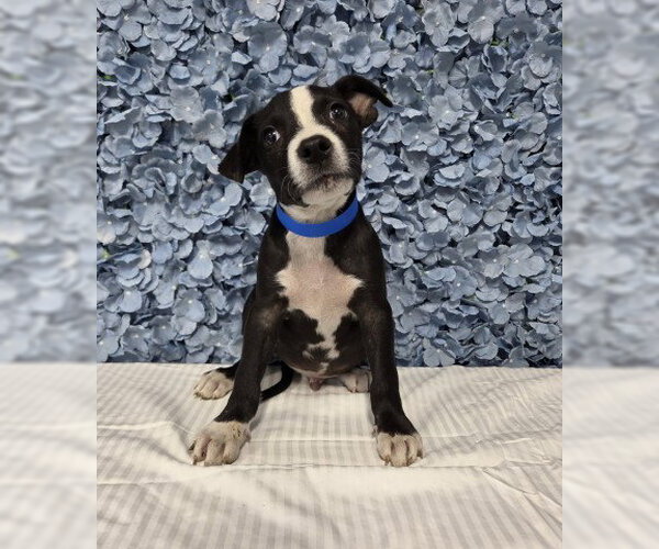 Medium Photo #1 Mutt Puppy For Sale in Bakersfield, CA, USA