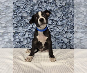 Mutt Dogs for adoption in Bakersfield, CA, USA