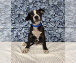 *PEANUT BUTTER - Male Mutt Dog for Adoption - Small photo