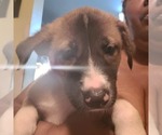 Puppy 3 German Shepherd Dog-Malinois Mix