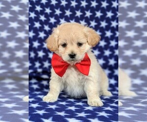 Maltipoo Puppy for sale in PARADISE, PA, USA