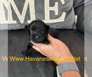 Havanese Puppy for Sale in MBORO, Tennessee USA