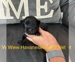 Small Havanese