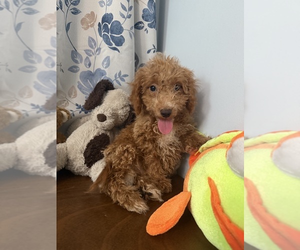 Medium Photo #11 Havapoo Puppy For Sale in DURHAM, CT, USA