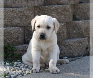 Labrador Retriever Puppy for sale in FREDERICKSBG, OH, USA
