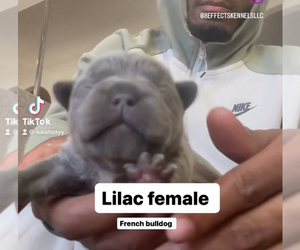 French Bulldog Dog for Adoption in CONYERS, Georgia USA