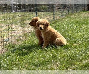 Golden Retriever Puppy for Sale in CLEVER, Missouri USA